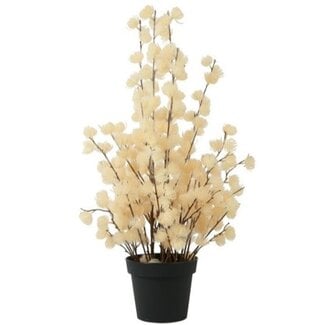 Countryfield Bloem in pot Clematis alpina XL crème 18 x 18 x 82 cm