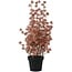 Countryfield Bloem in pot Clematis alpina XL oud roze 18 x 18 x 82 cm