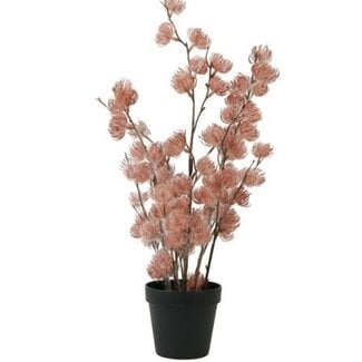 Countryfield Bloem in pot Clematis alpina M oud roze 14 x 14 x 57 cm