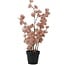 Countryfield Bloem in pot Clematis alpina M oud roze 14 x 14 x 57 cm
