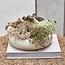 Riviera Maison Schaal Clement Ø 23,8 cm