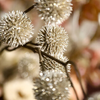 Countryfield Kunsttak Bloem Echinops champagne - 4 x 13 x 105 cm