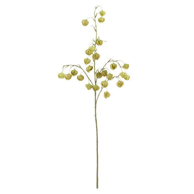 Light & Living Kunstbloem 20x10x100 cm PHYSALIS licht groen