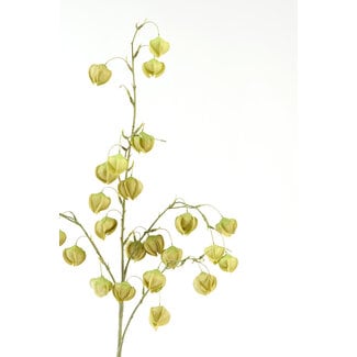 Light & Living Kunstbloem 20x10x100 cm PHYSALIS licht groen
