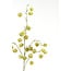 Light & Living Kunstbloem 20x10x100 cm PHYSALIS licht groen