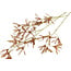 Countryfield Kunstbloem Sparkly Forsythia S goud