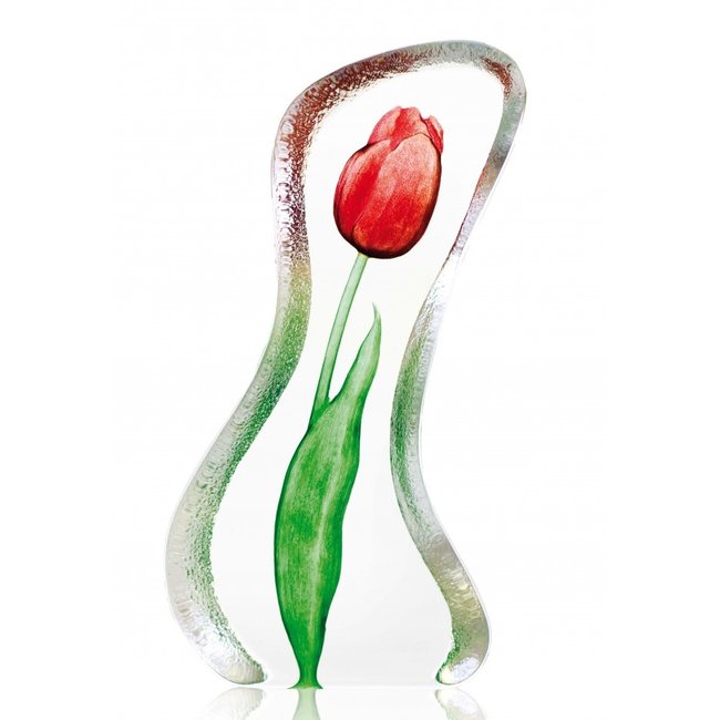 Robert Ljubez  rode tulp