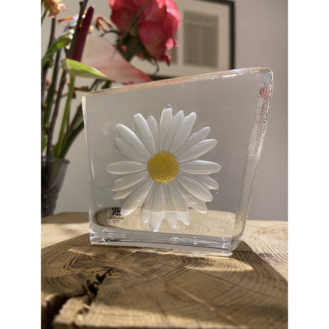 Robert Ljubez „Gänseblümchen“