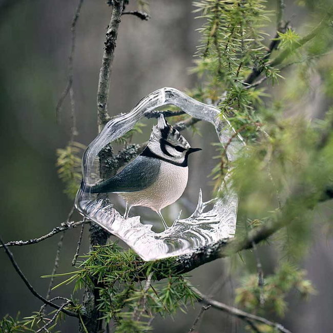 Mats Jonasson „Haubenmeise“