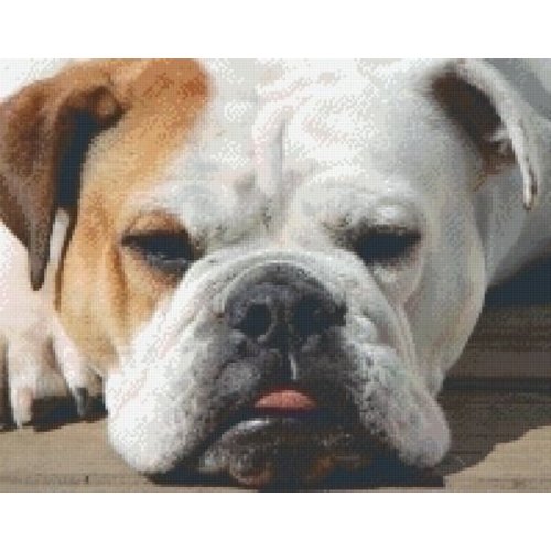 PixelHobby Pixelhobby patroon 5574 Bulldog PixelHobby Pixelhobby patroon 5574 Bulldog