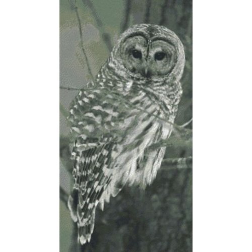 PixelHobby Pixelhobby patroon 824025 Uil PixelHobby Pixelhobby patroon 824025 Uil