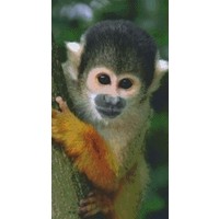 Pixelhobby patroon 824023 Doodskopaapje