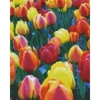 Pixelhobby patroon 809208 Kleurrijke tulpen