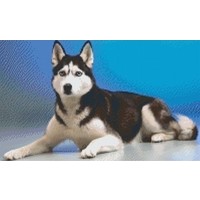 Pixelhobby patroon 5397 Husky