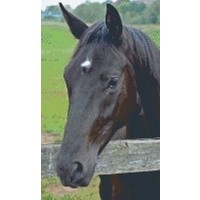 Pixelhobby patroon 5376 Paardenhoofd