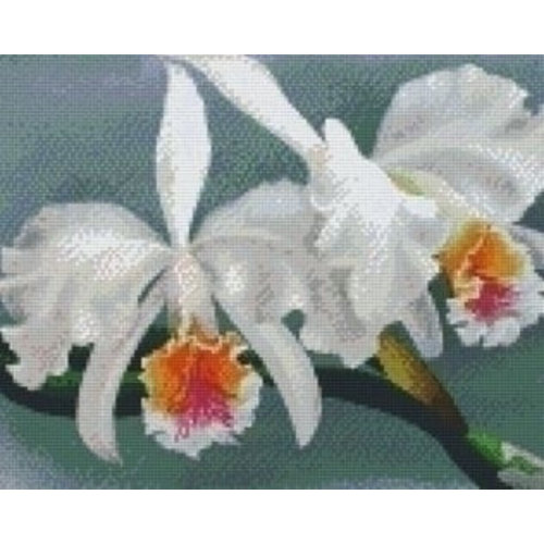 PixelHobby Pixelhobby patroon 809088 Orchidee