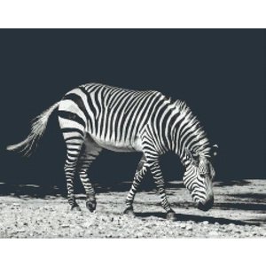 PixelHobby Pixelhobby patroon 5458 Zebra in zwart wit tinten