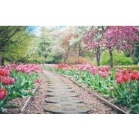 Pixelhobby patroon 5481 Tulpen in het Park