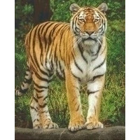 Pixelhobby patroon 5361 Tijger