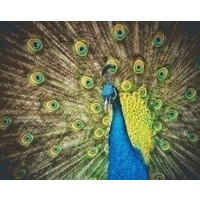 Pixelhobby patroon 5282 Pauw