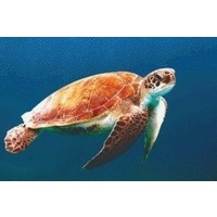 Pixelhobby patroon 5364 Zeeschildpad