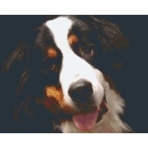 PixelHobby Pixelhobby patroon 5422 Berner Sennen hond