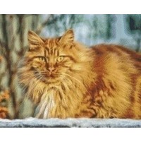 Pixelhobby patroon 5420 Rode Kat