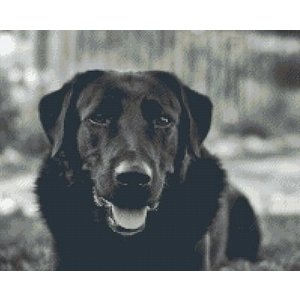 PixelHobby Pixelhobby patroon 5411 Zwarte Labrador PixelHobby Pixelhobby patroon 5411 Zwarte Labrador