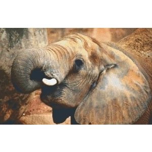PixelHobby Pixelhobby patroon 5310 Olifant PixelHobby Pixelhobby patroon 5310 Olifant
