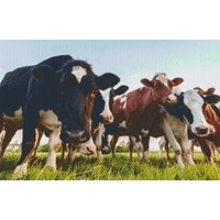 Pixelhobby patroon 5249 Koeien