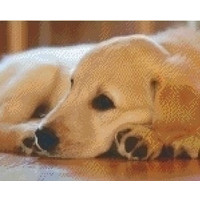 Pixelhobby patroon 5277 Golden Retriever