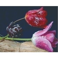 Pixelhobby patroon 5354 Tulpen