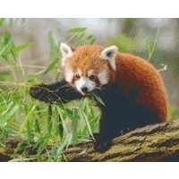 Pixelhobby patroon 5345 Rode Panda