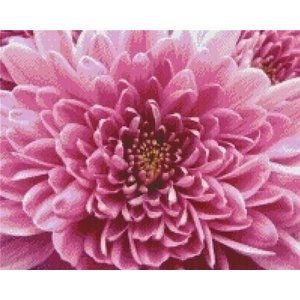 PixelHobby Pixelhobby patroon 5243 Chrysant