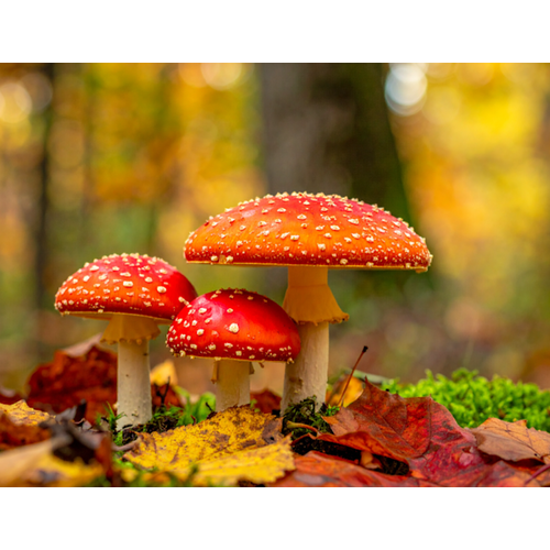 Herfst
