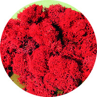 IJslands Mos rood 30 gram