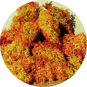 Heki IJslands Mos Bruin gemeleerd 30 gram