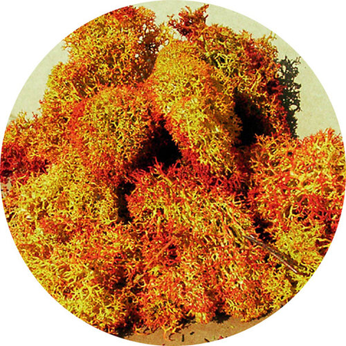 Heki IJslands Mos Bruin gemeleerd 30 gram