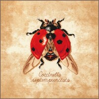 Lanarte Borduurpakket Coccinella septempunctata