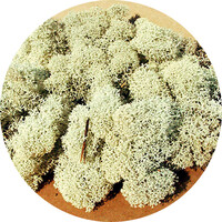 IJslands Mos Grijs 30 gram