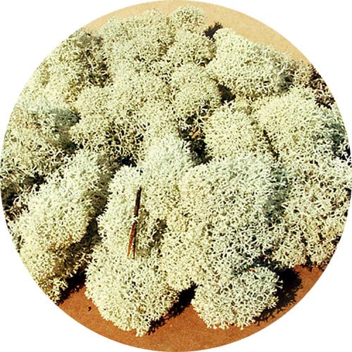 Heki IJslands Mos Grijs 30 gram Heki IJslands Mos Grijs 30 gram