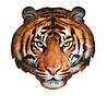 Madd Capp Tijger puzzel - 500st | Madd Capp Madd Capp Tijger puzzel - 500st | Madd Capp