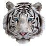 Madd Capp Witte Tijger puzzel - 300st | Madd Capp Madd Capp Witte Tijger puzzel - 300st | Madd Capp