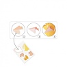 Djeco Vouwset 3D Poster Koning Leeuw | Djeco Djeco Vouwset 3D Poster Koning Leeuw | Djeco