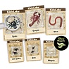 4M 4M KidzLabs Opgraafkit Insecten 'Creepy Crawly' 4M 4M KidzLabs Opgraafkit Insecten 'Creepy Crawly'