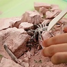 4M 4M KidzLabs Opgraafkit Insecten 'Creepy Crawly' 4M 4M KidzLabs Opgraafkit Insecten 'Creepy Crawly'