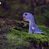 Eugy Eugy 3D Puzzel - Brontosaurus Eugy Eugy 3D Puzzel - Brontosaurus