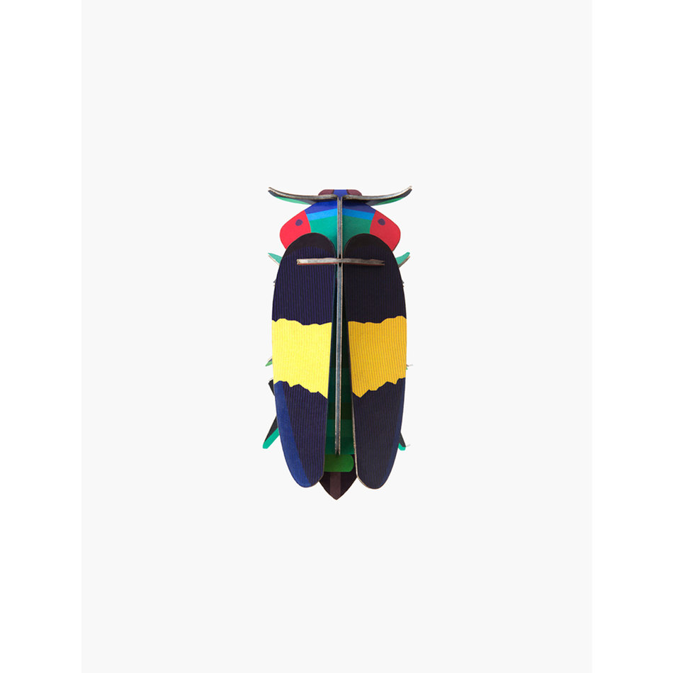 jewel  beetle
