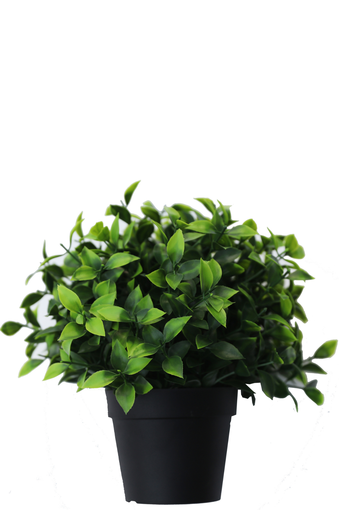 Kunstpflanze Photonia im Topf 22 - cm UV Easyplants