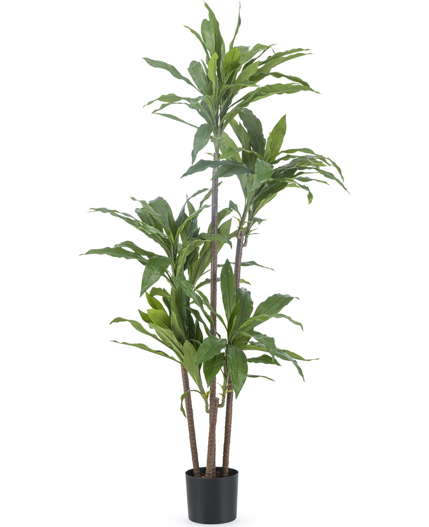 Künstliche Pflanze Dracena Fragnans 1.80m | Easyplants - Easyplants